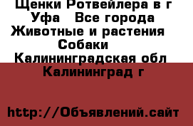 Щенки Ротвейлера в г.Уфа - Все города Животные и растения » Собаки   . Калининградская обл.,Калининград г.